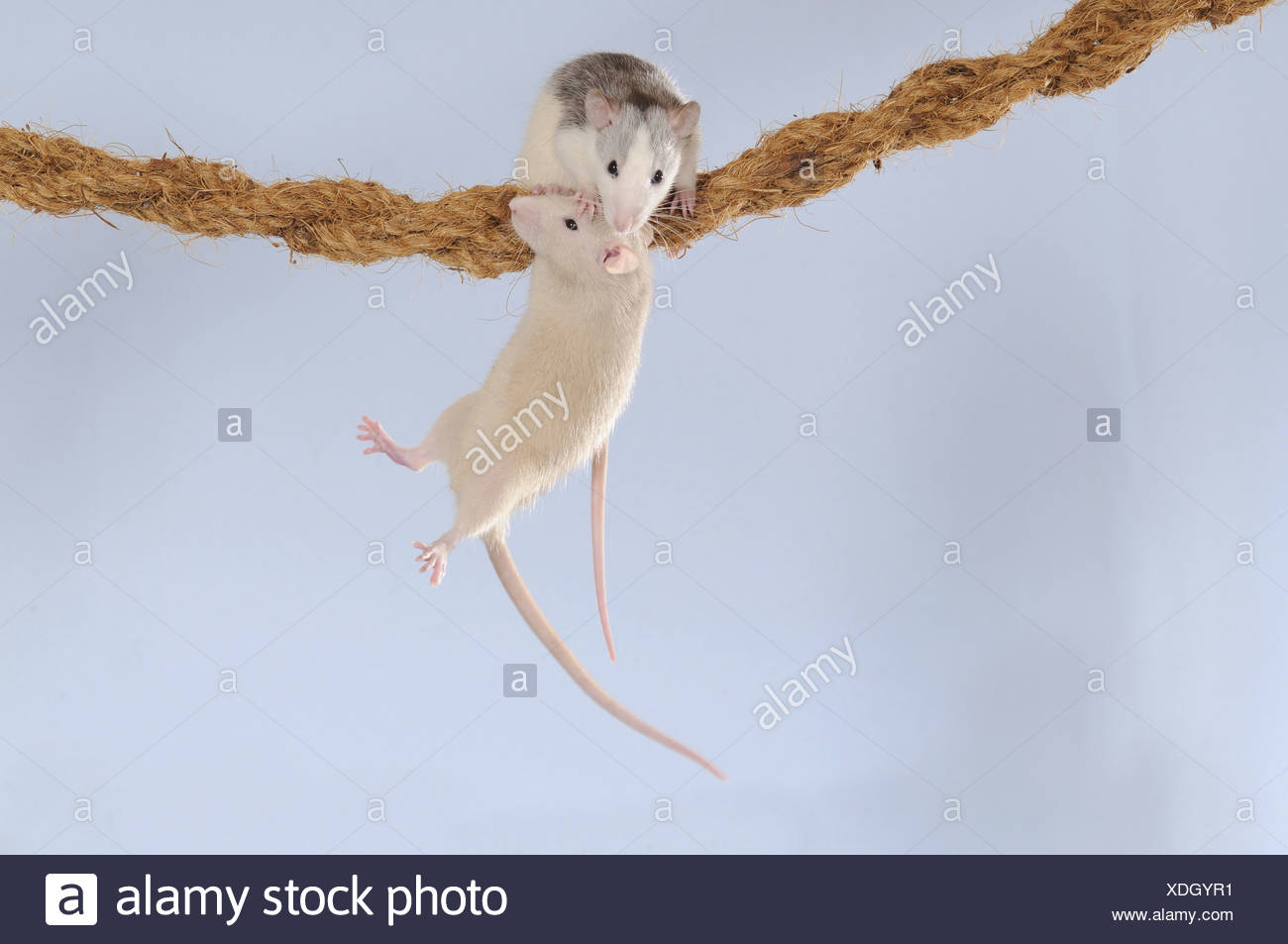 White Rats Stock Photos & White Rats Stock Images Alamy