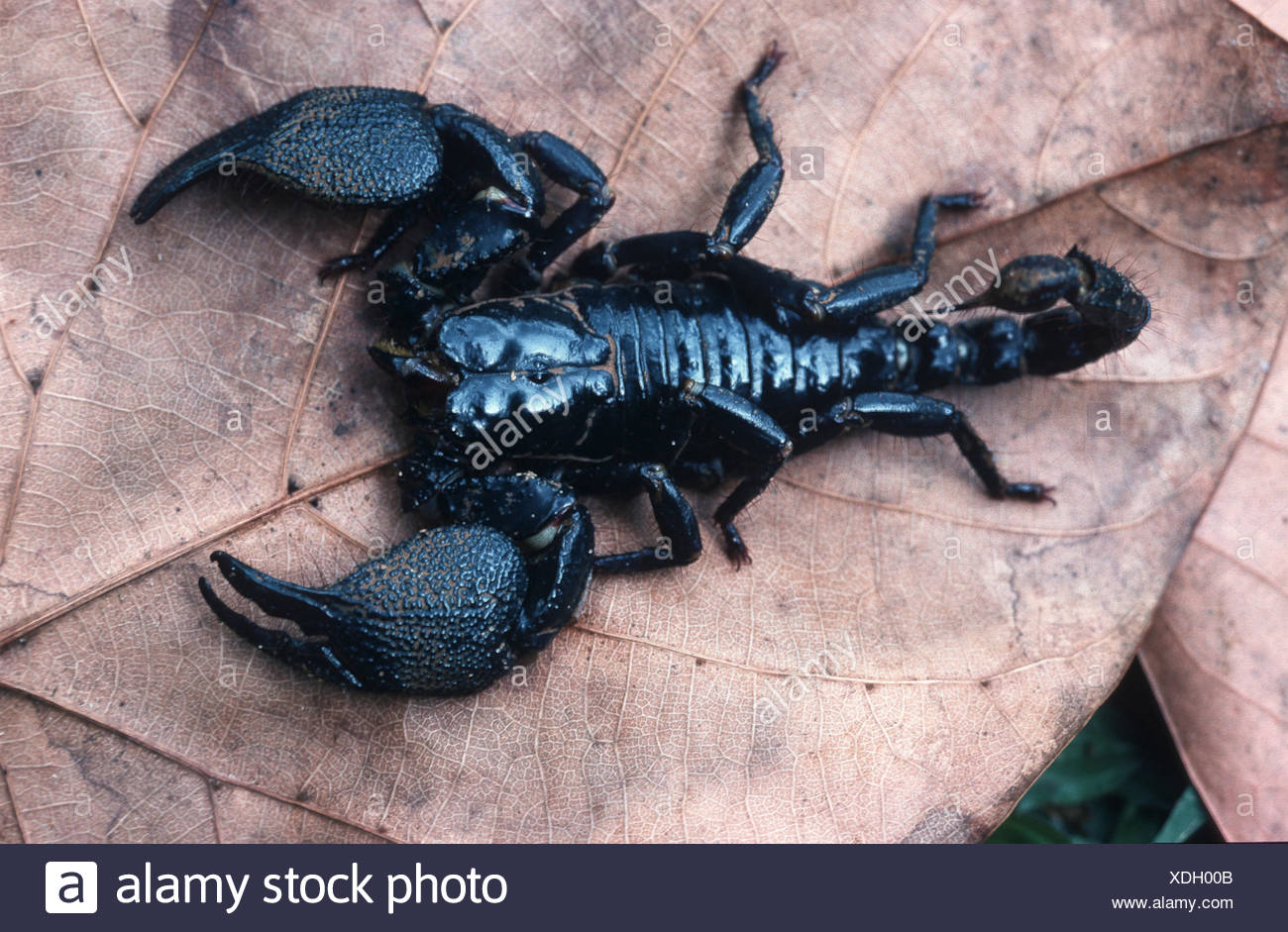 Scorpions Scorpiones Sitting On A Leaf Sri Lanka Stock Photo Alamy