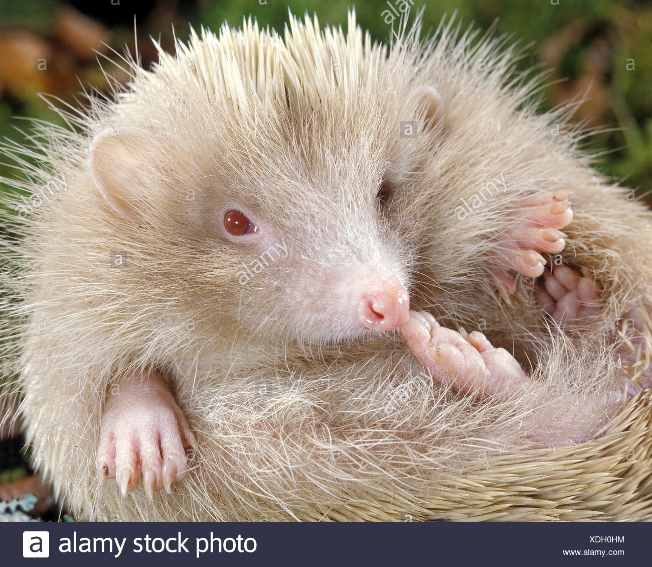 Mammal Albino Hedgehog High Resolution Stock Photography and Images - Alamy