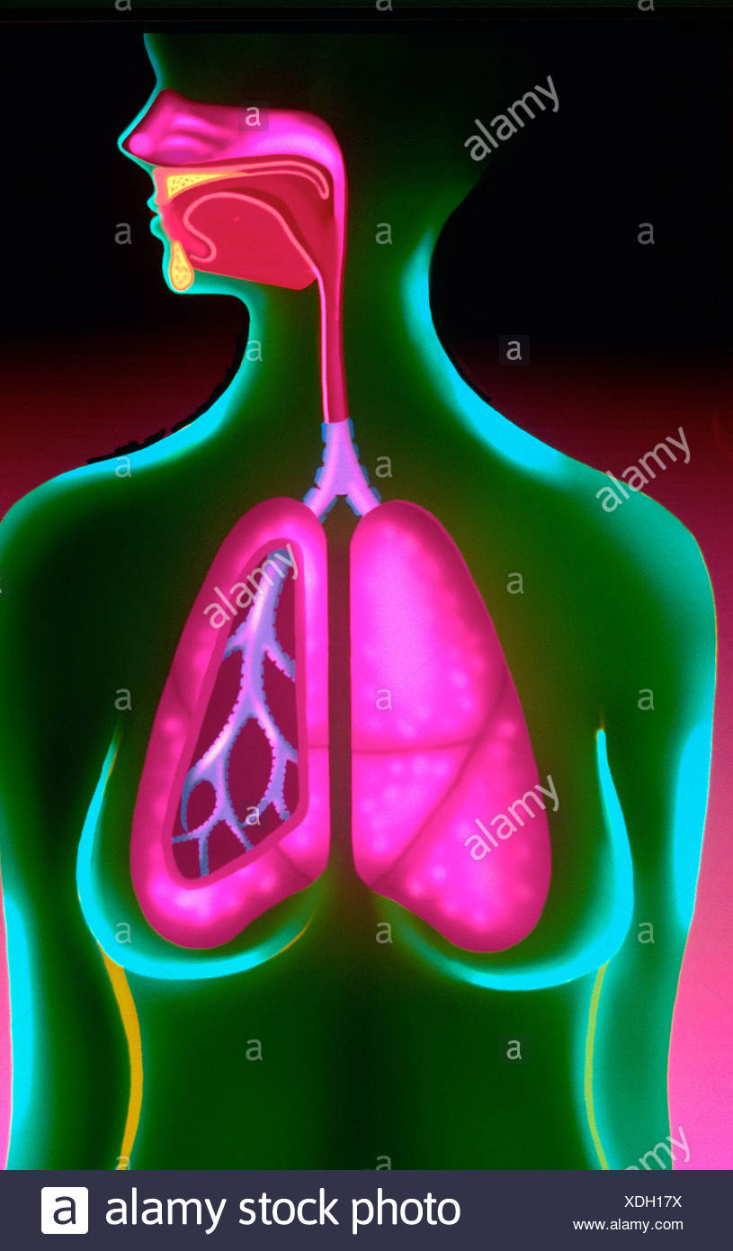 Nasal Cavity Drawings High Resolution Stock Photography and Images - Alamy
