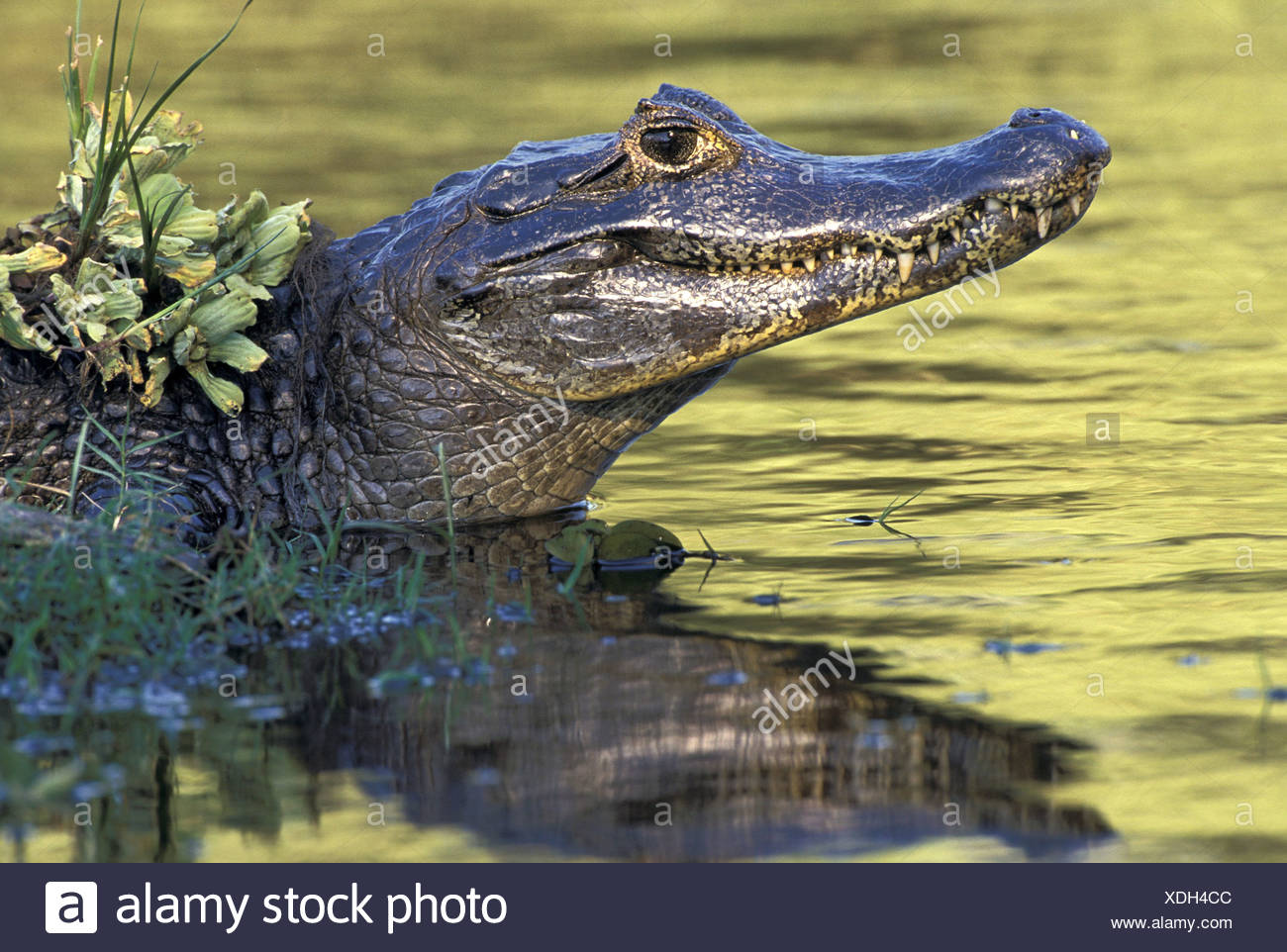 caiman reptiles