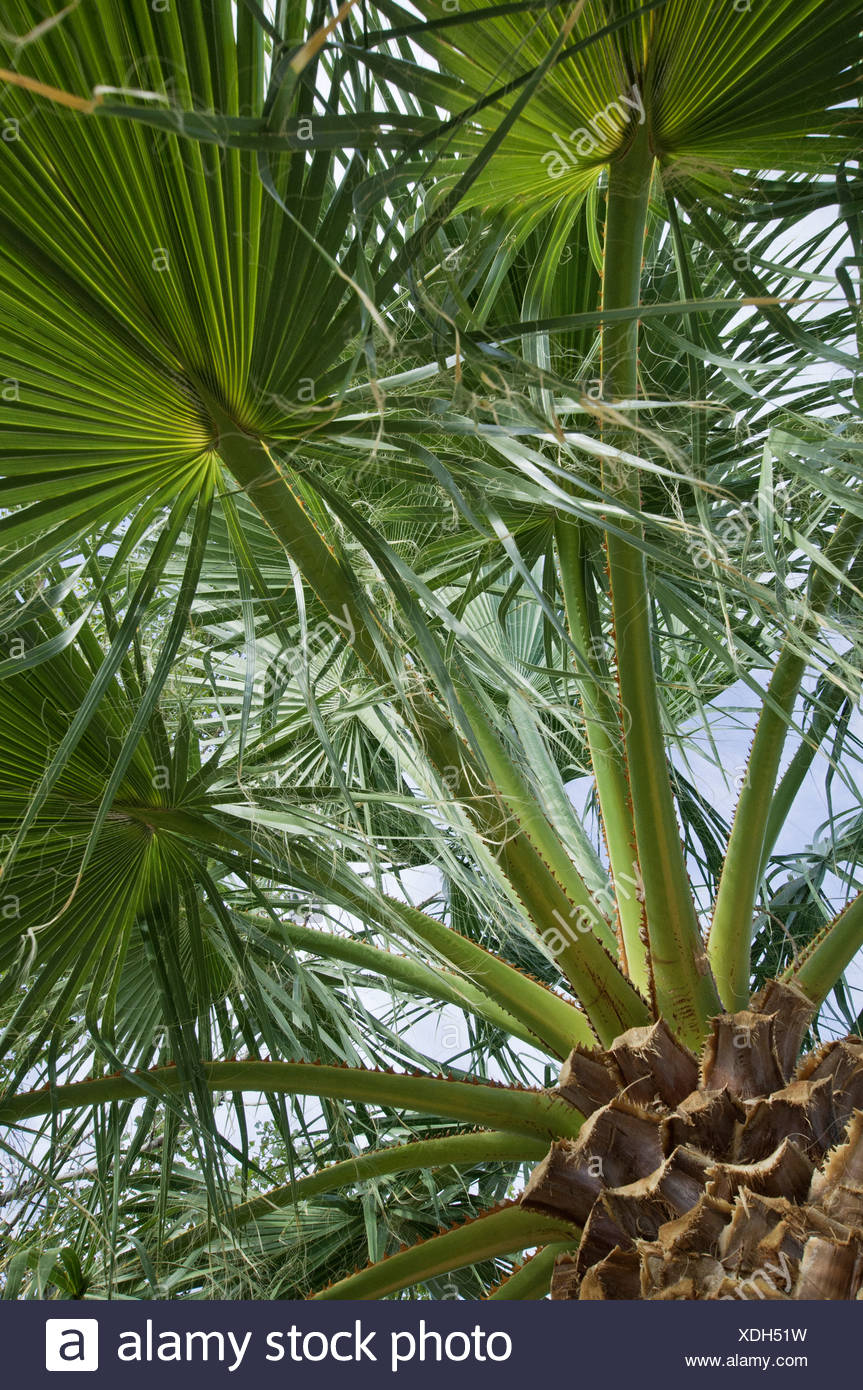 Washingtonia Palm High Resolution Stock Photography and Images - Alamy