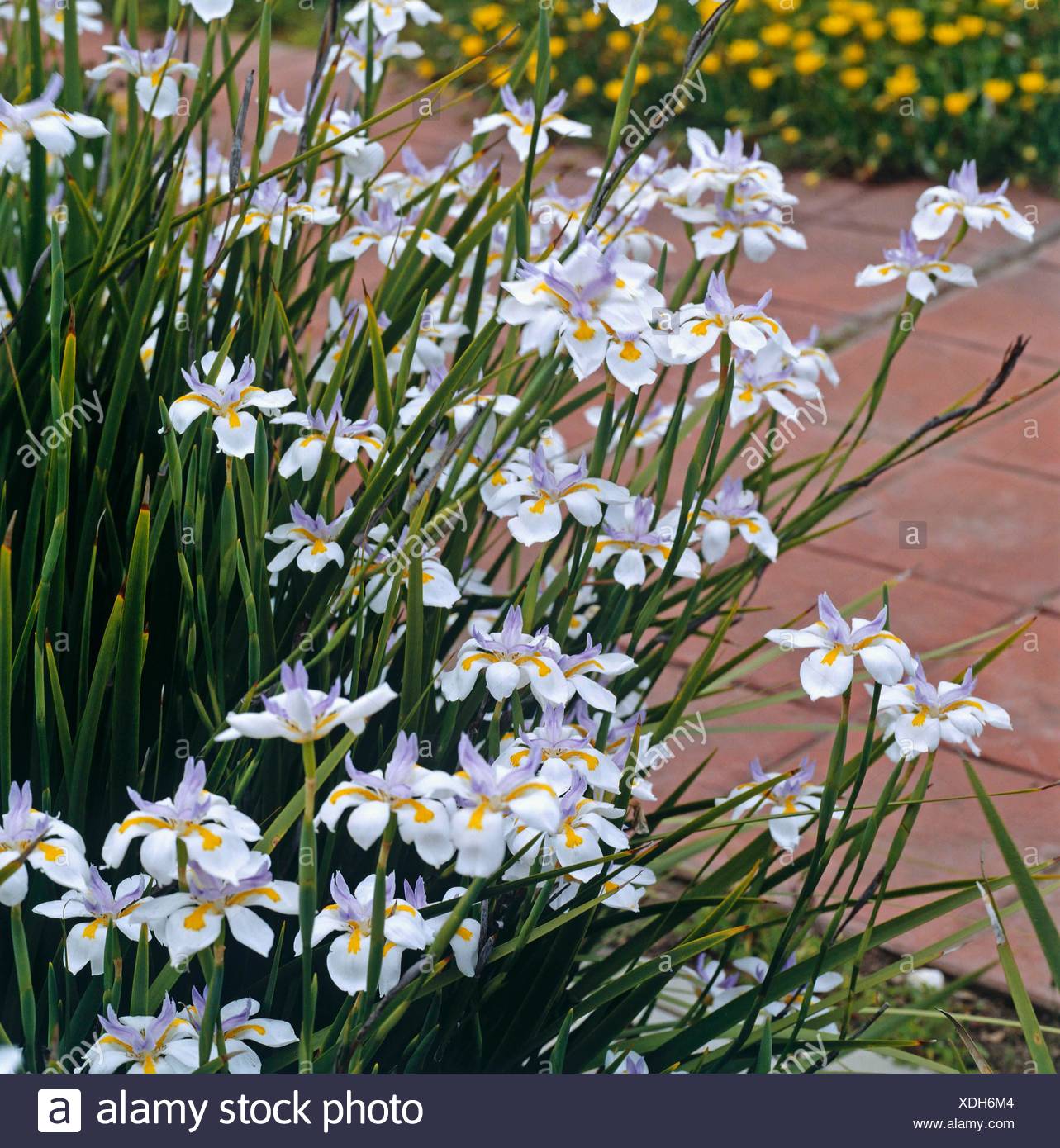 Dietes Grandiflora Stock Photos & Dietes Grandiflora Stock Images Alamy