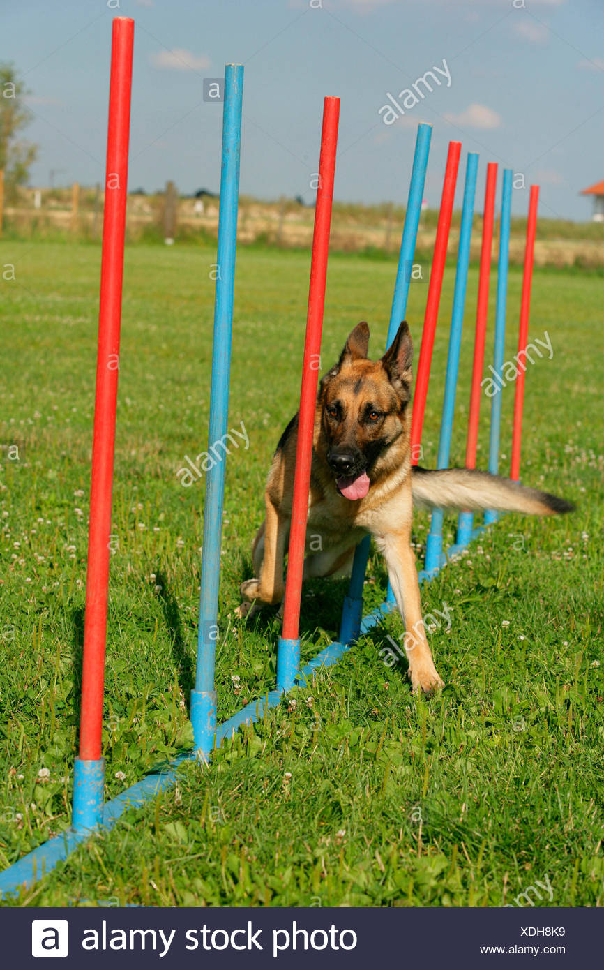 german shepherd obstacle course