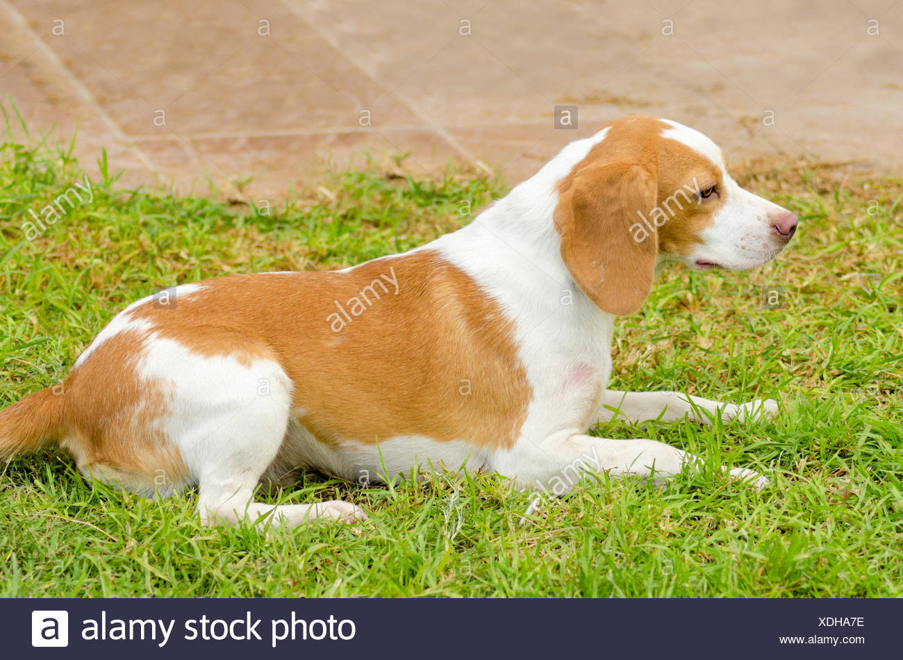 A Young Beautiful White And Orange Istrian Shorthaired Hound Puppy Dog Sitting On The Lawn The Istrian Short Haired Hound Is A Scent Hound Dog For Hunting Hare And Foxes Stock Photo