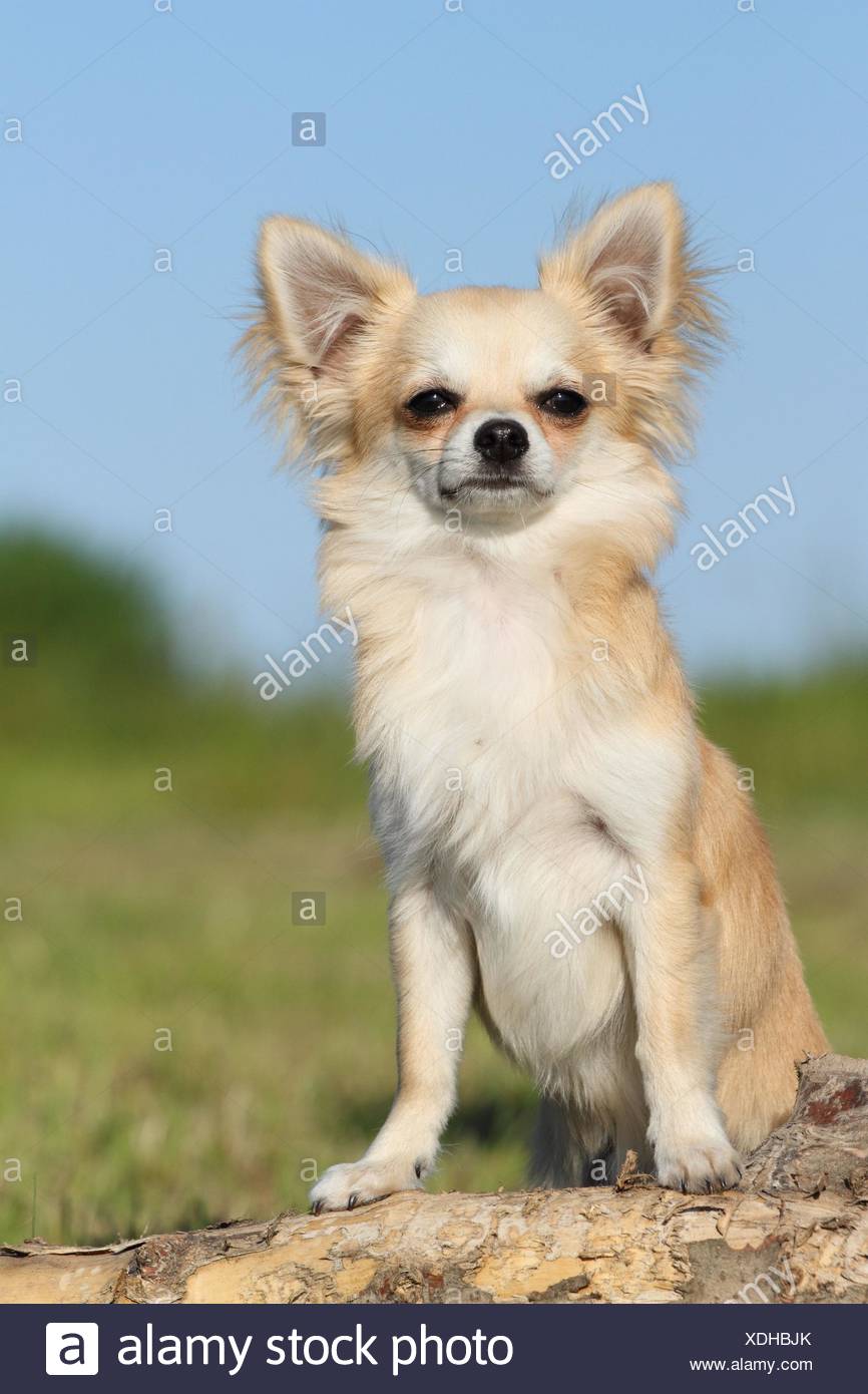 blonde chihuahua