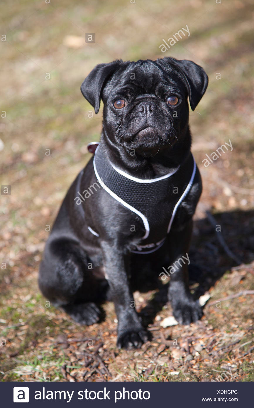 black male pug