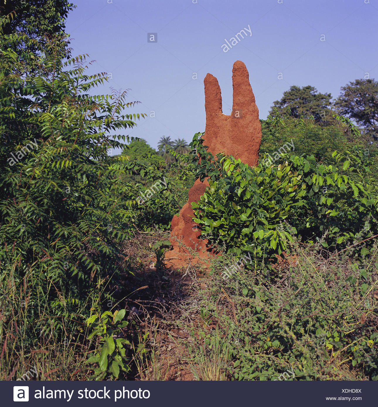 Senegal, to bass Casamance, termite hill, Africa, West, Africa, lower  Casamance, national park, forest, shrubs, termite construction, termitary,  termites, vegetation, nature Stock Photo - Alamy