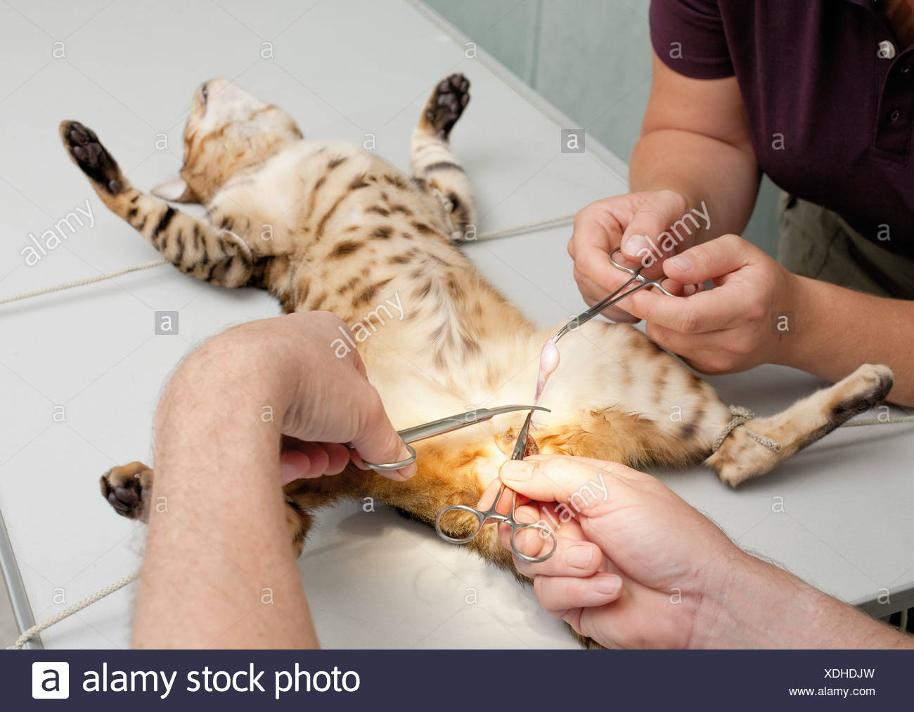 castrating cats with bands