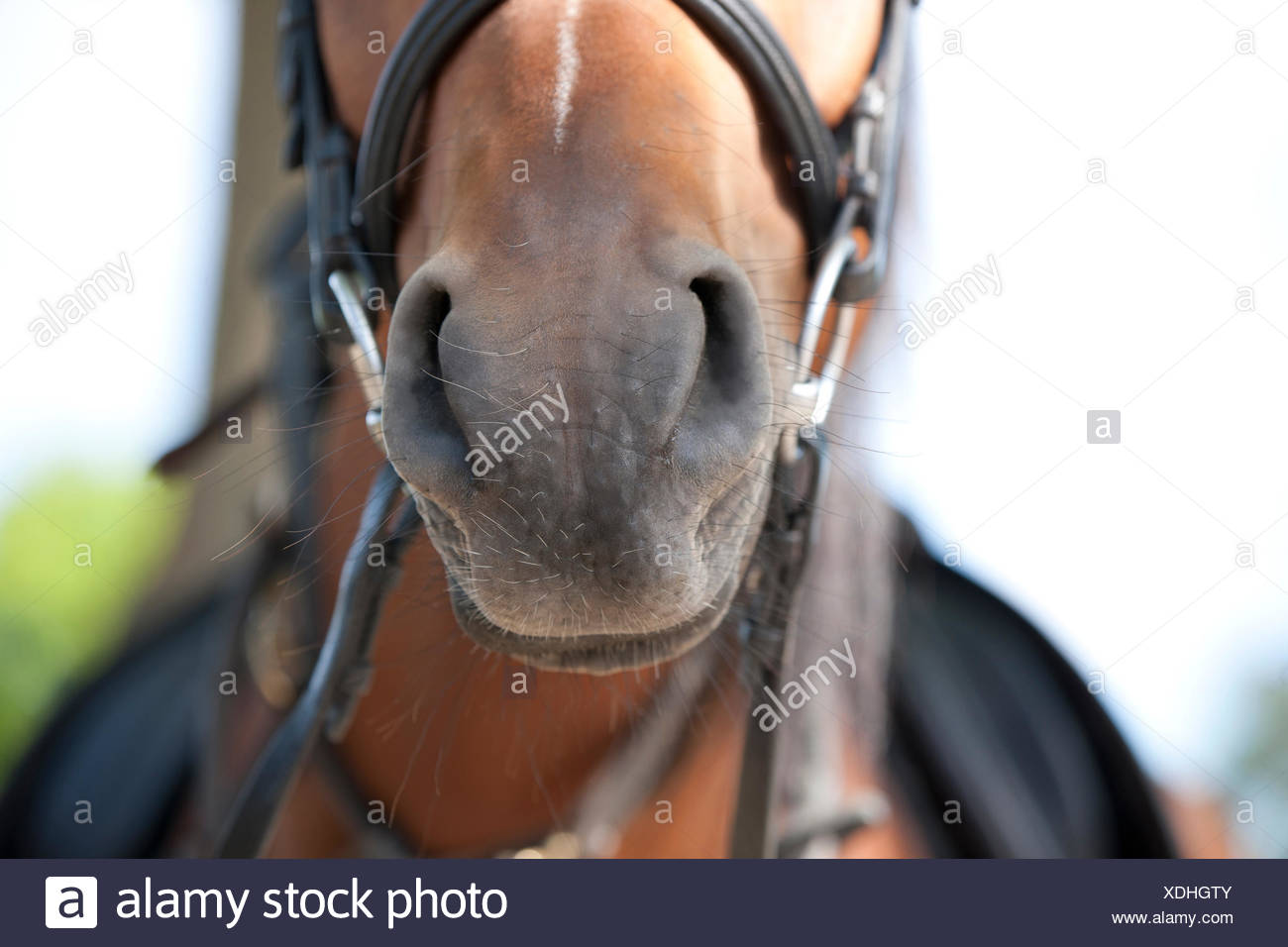 Saddle And Bridle High Resolution Stock Photography and Images Alamy