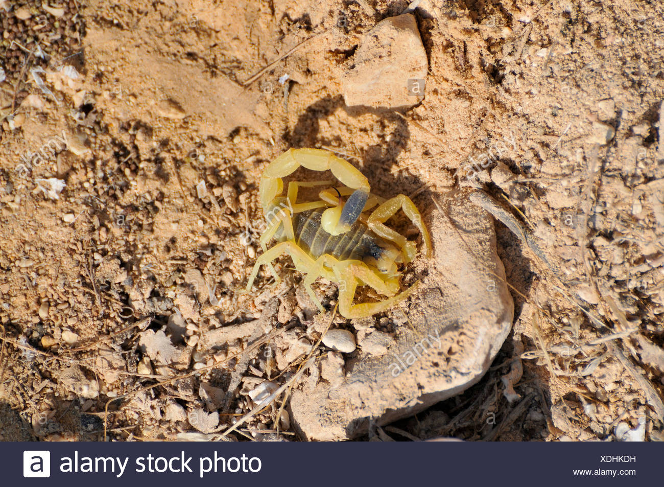 Poisonous Insects Stock Photos & Poisonous Insects Stock Images Alamy