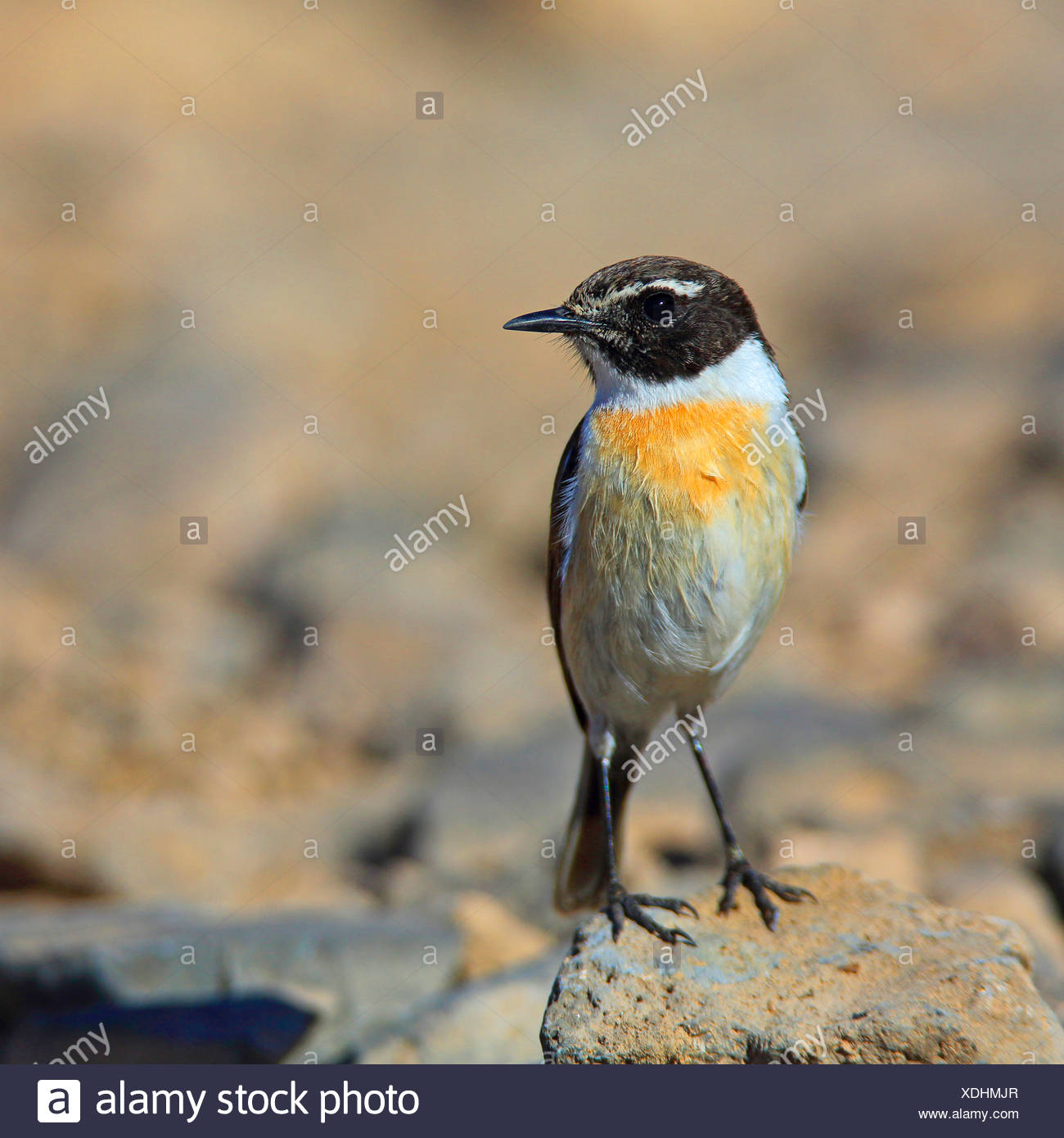 Adult canary chat island