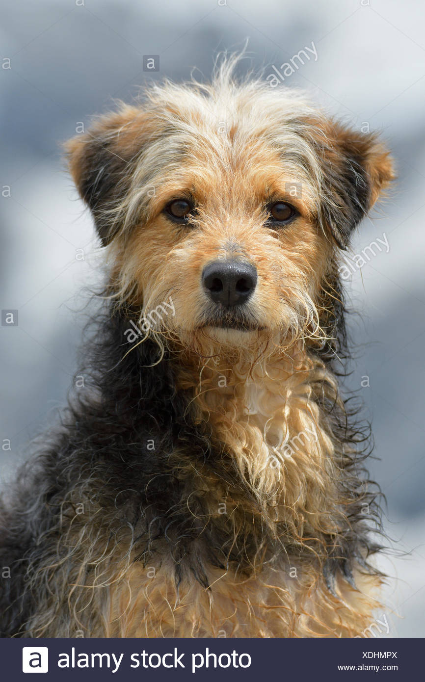 Bosnian Coarse Haired Hound Or Barak Dog Canis Lupus Familiaris Mongrel Portrait Tyrol Austria Stock Photo Alamy