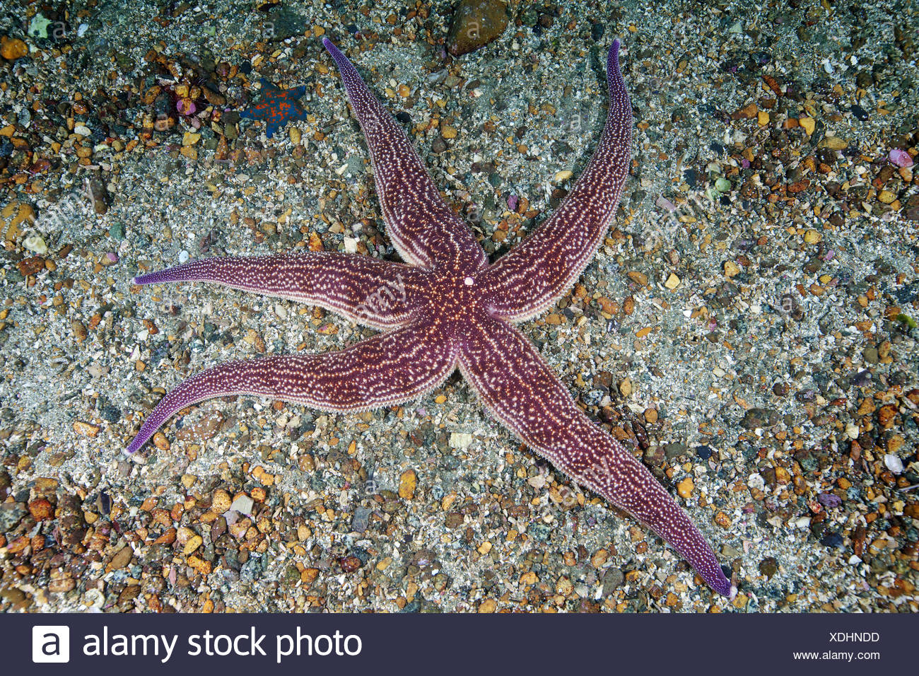 Northern Pacific Seastar Asterias Amurensis Sea Of Japan Stock Photo Alamy