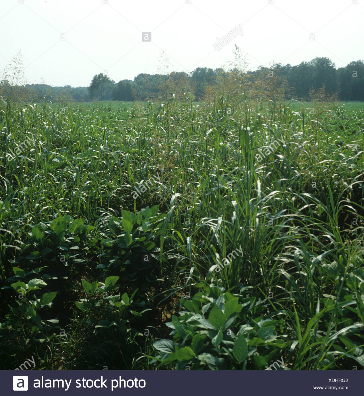 Soybean Sorghum High Resolution Stock Photography and Images - Alamy