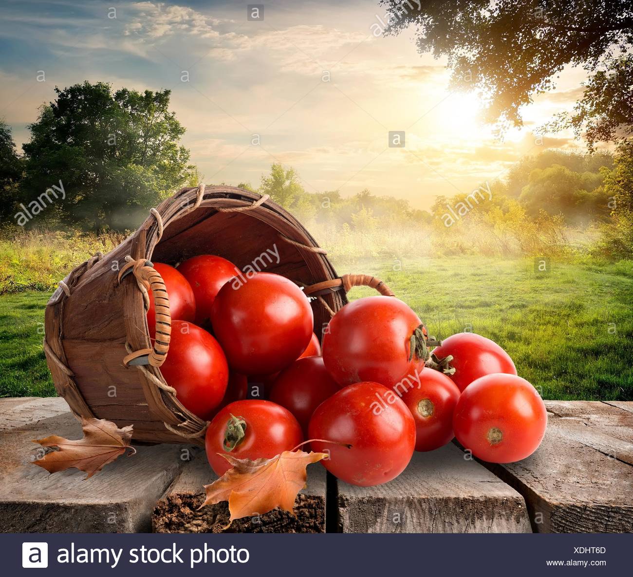 Basket Tomatoes Field High Resolution Stock Photography and Images - Alamy