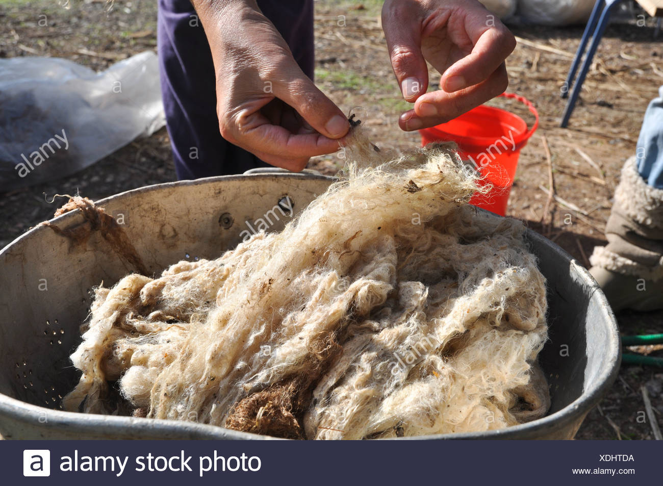 Sheep Washing High Resolution Stock Photography and Images Alamy