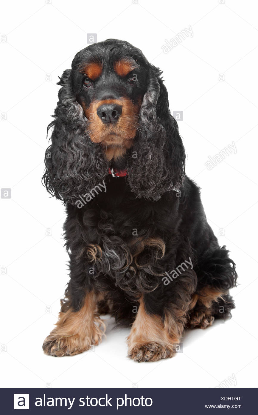 wallpapers Baby Cocker Spaniel Black And Brown https www alamy com black and tan english cocker spaniel image283748888 html