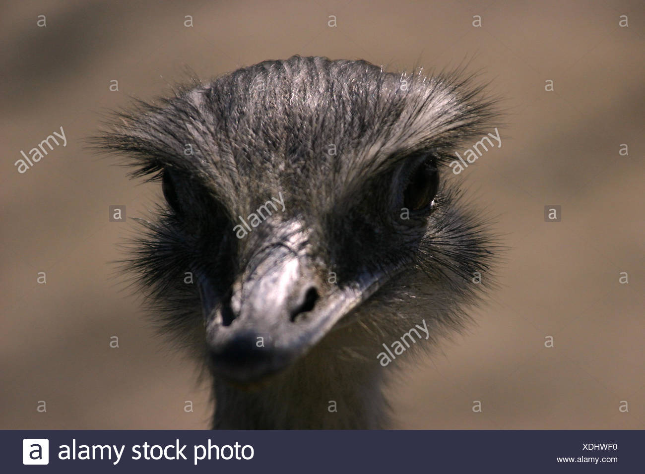 Cursorial Animals High Resolution Stock Photography and Images - Alamy