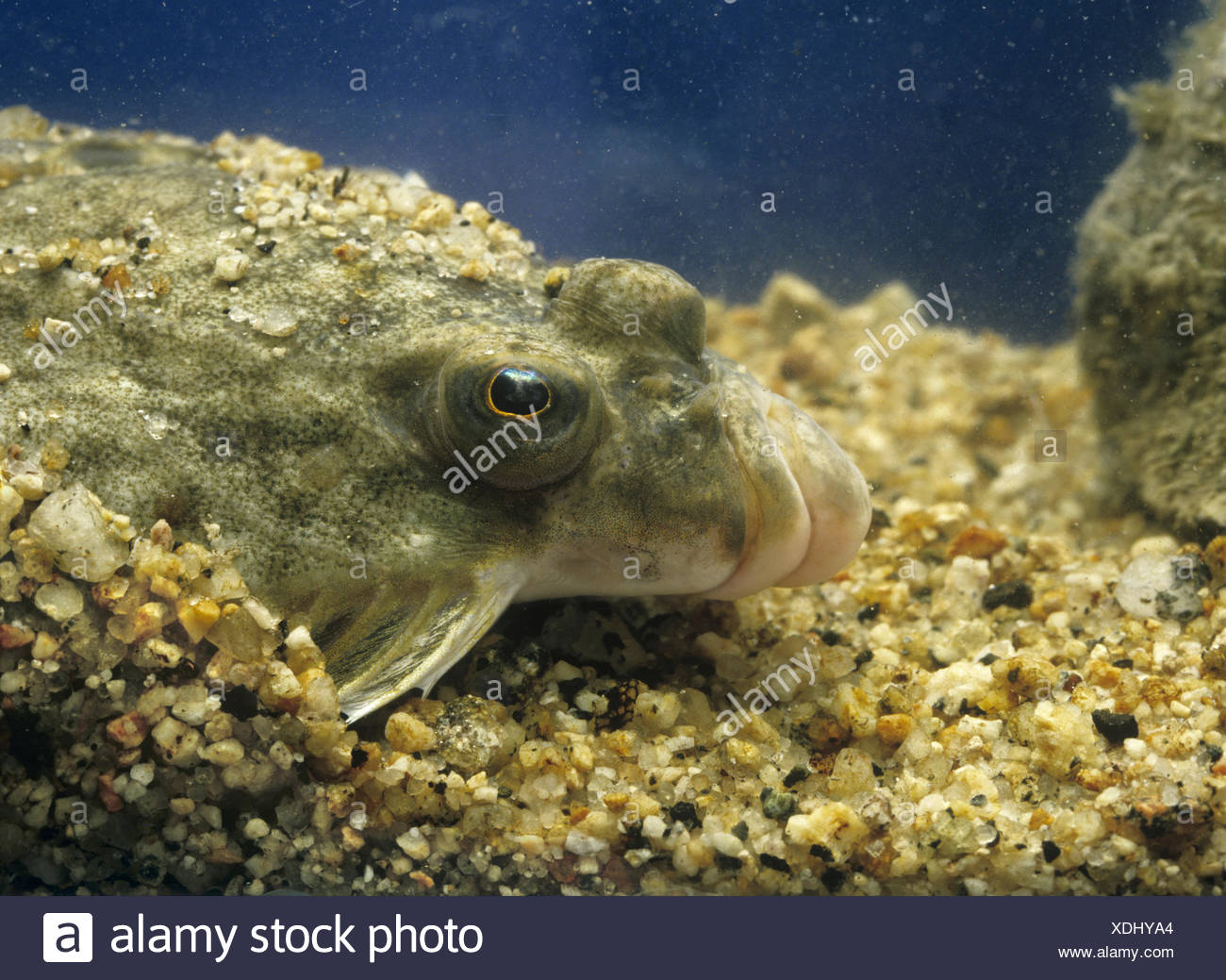 Platichthys Flesus Stock Photos & Platichthys Flesus Stock Images - Alamy