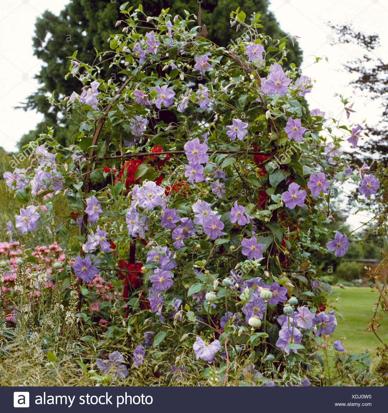 Pergola With Clematis Stock Photos & Pergola With Clematis Stock Images
