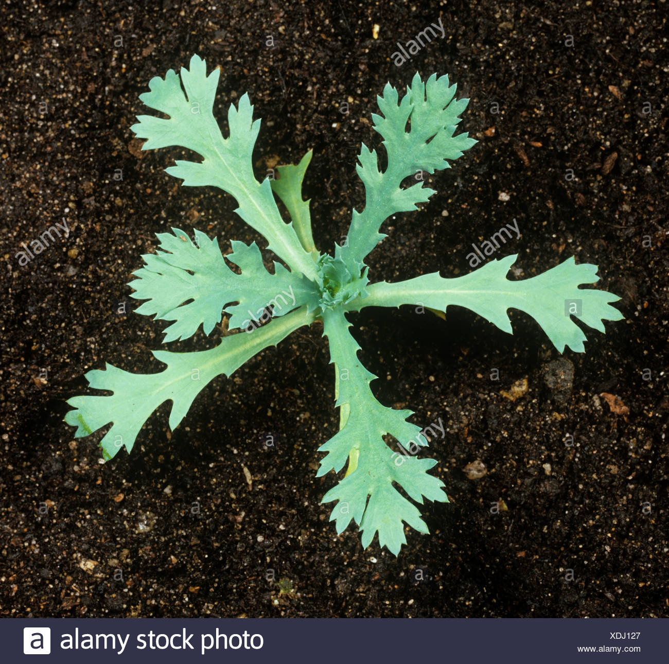 Corn marigold (Chrysanthemum segetum) young plant leaf rosette Stock Photo
