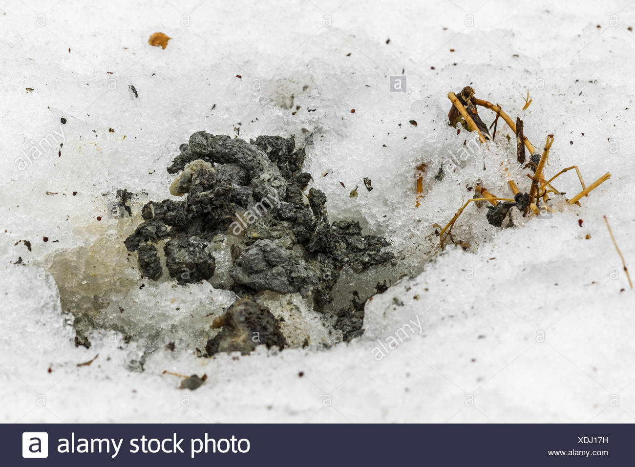 Wild Animal Scat High Resolution Stock Photography and Images - Alamy