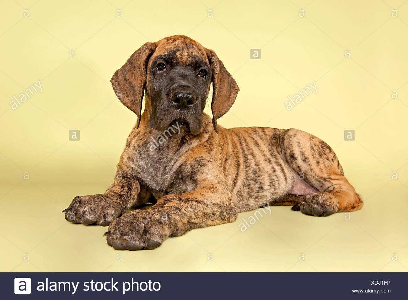 great dane puppy images
