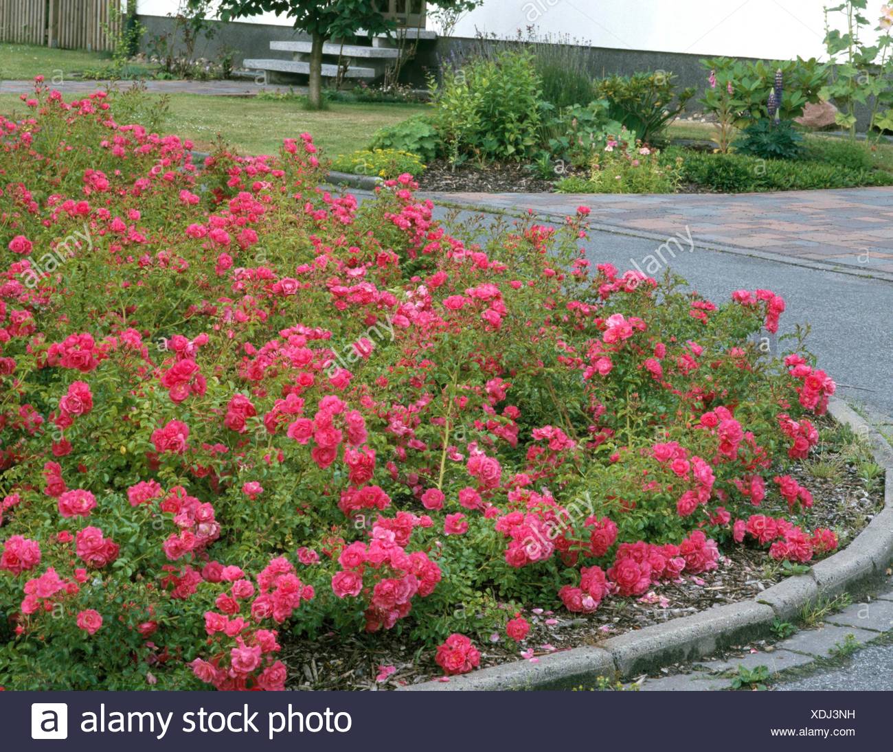 Ground Cover Roses Stock Photos & Ground Cover Roses Stock Images Alamy