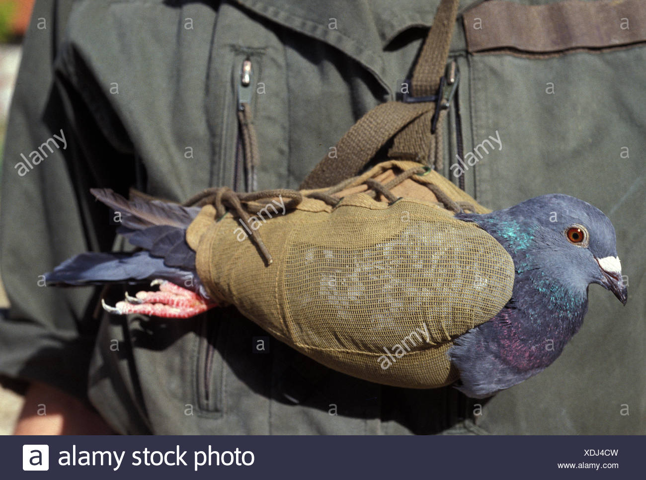 Carrier Pigeon Stock Photos & Carrier Pigeon Stock Images Alamy