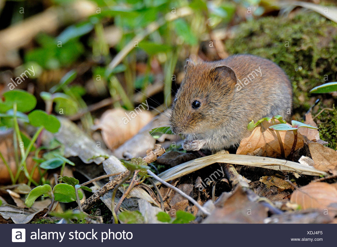 Rhine Westphalia North Rhine Westphalian Nrw Bank Vole Stock