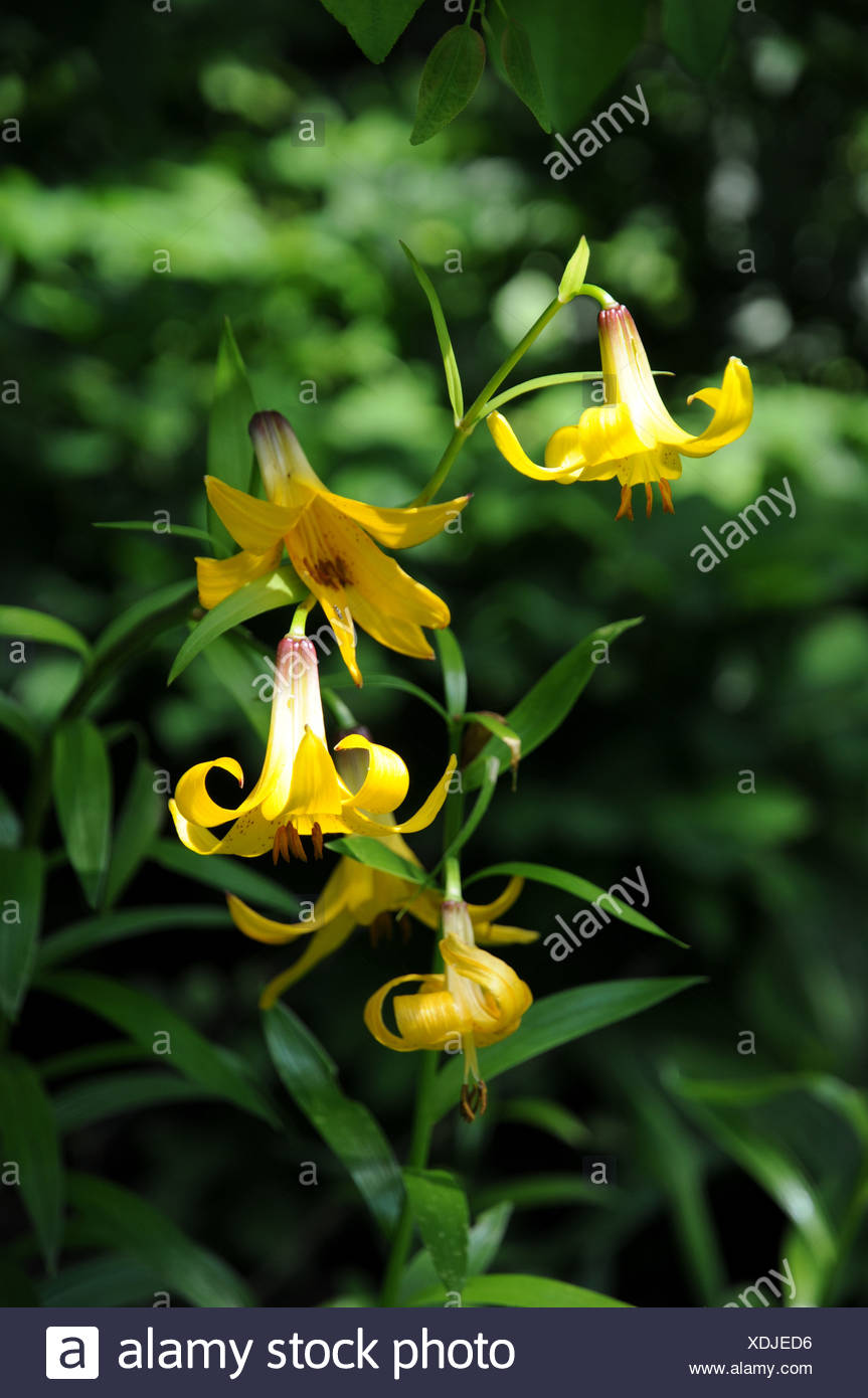 Russian Lily High Resolution Stock Photography and Images Alamy