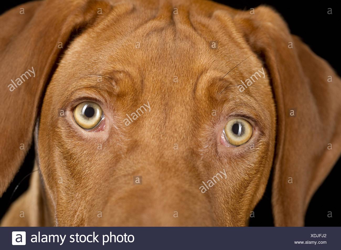 rhodesian ridgeback blue eyes