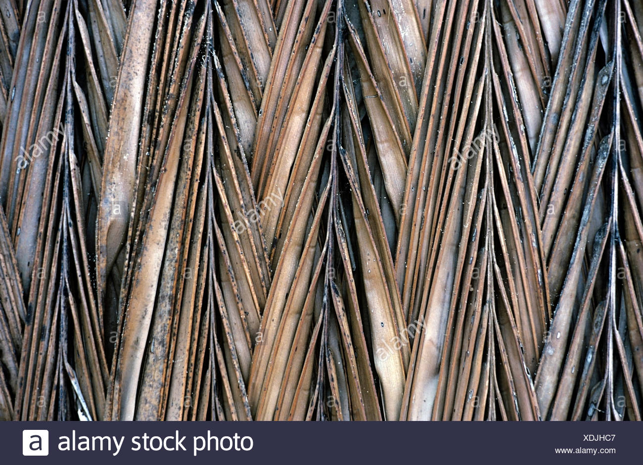 Dried Coconut Leaves Stock Photos & Dried Coconut Leaves Stock Images