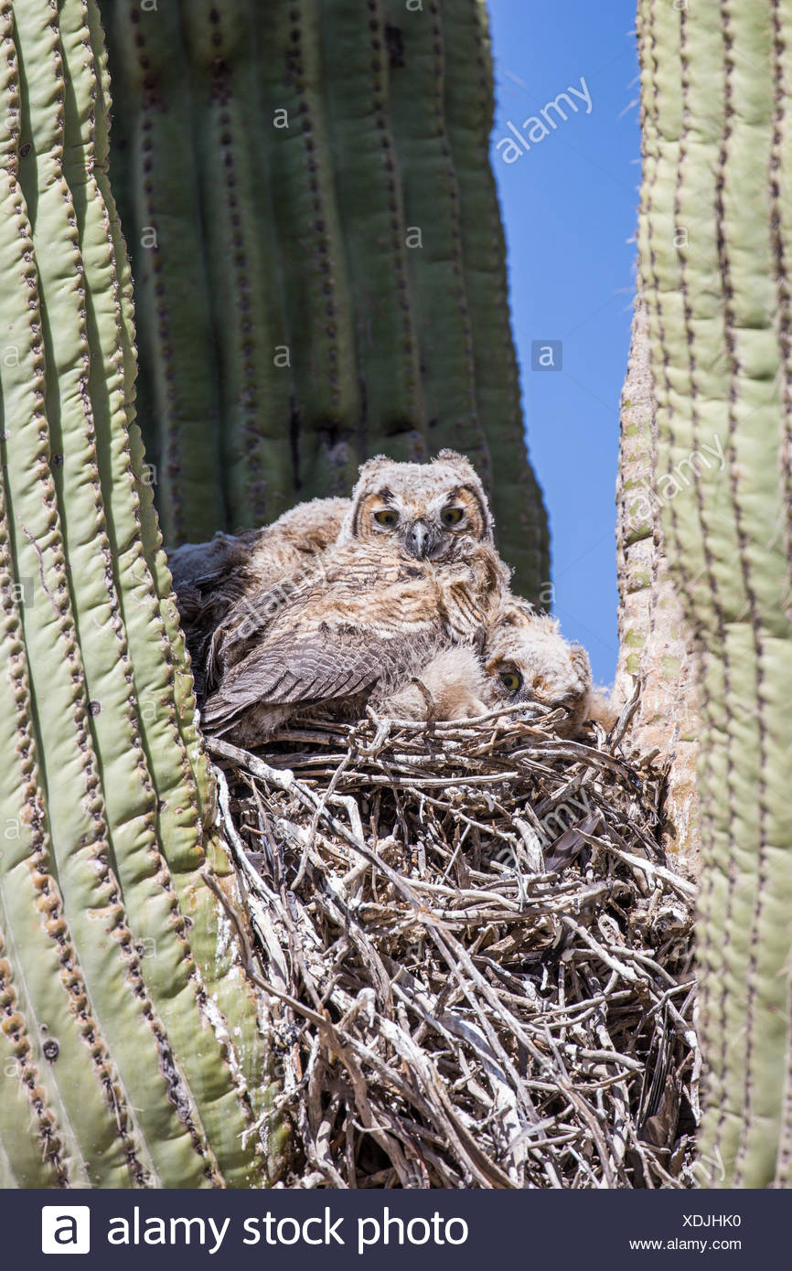 great horned owl (Bubo virginianus), young birds in the nest in a saguro, USA, Arizona, Sonorawueste, Phoenix Stock Photo
