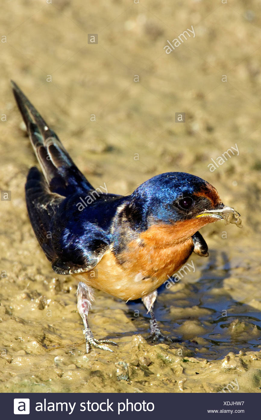 Adult Male Barn Swallow Hirundo Rustica Gathering Mud To Build