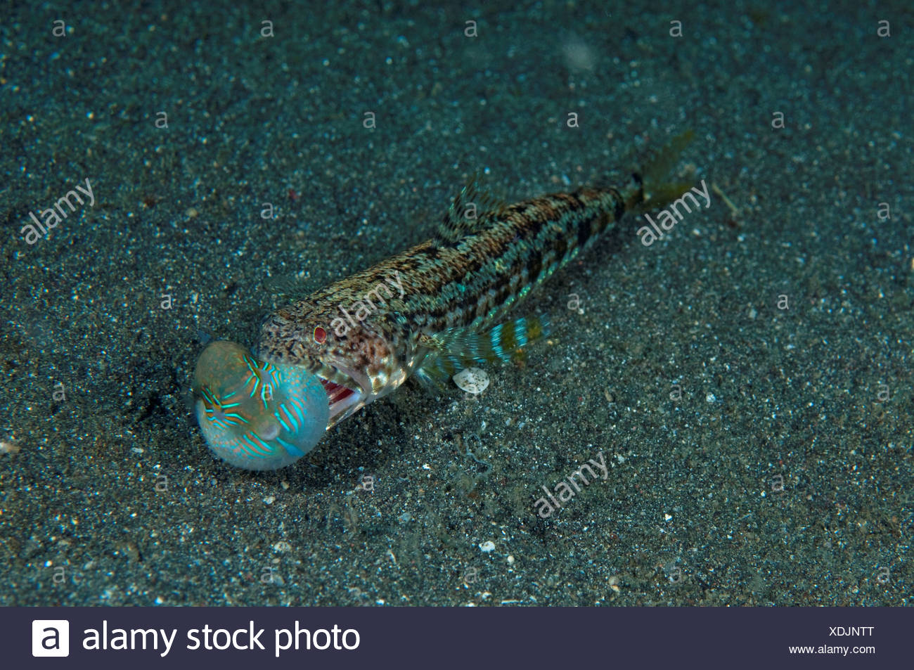 Variegated Lizardfish, Synodus variegatus, On sand with captured Toby, Lembeh Strait, Sulawesi, Indonesia Stock Photo