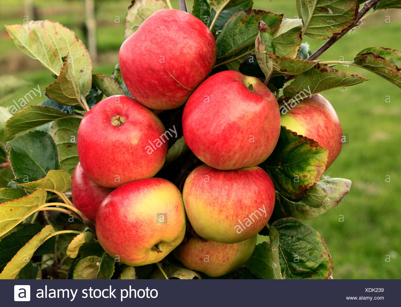 Apples Varieties Growing On Tree Norfolk England Uk High Resolution