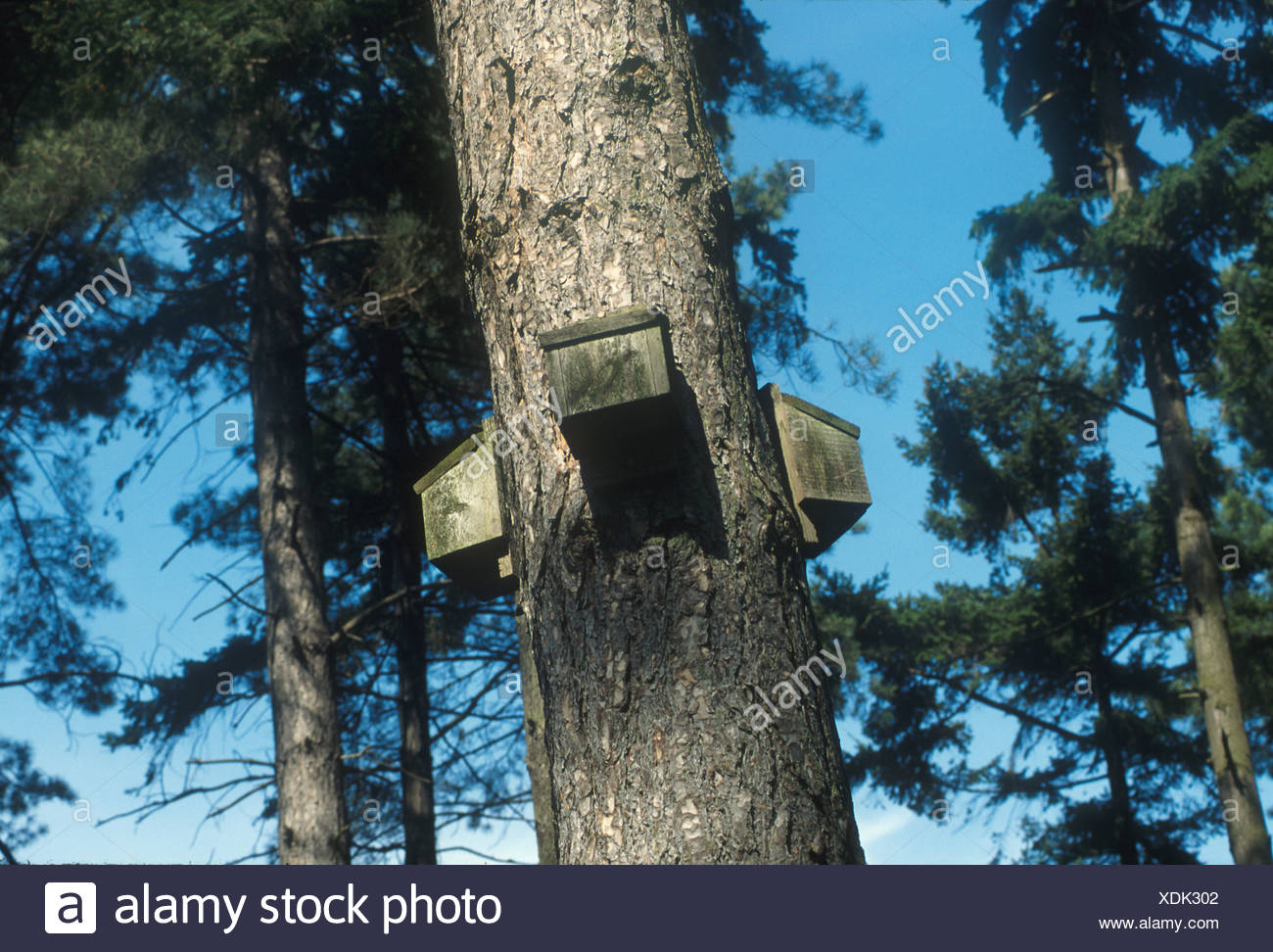 Bat Box Tree Bat Boxes Stock Photos & Bat Boxes Stock Images - Alamy