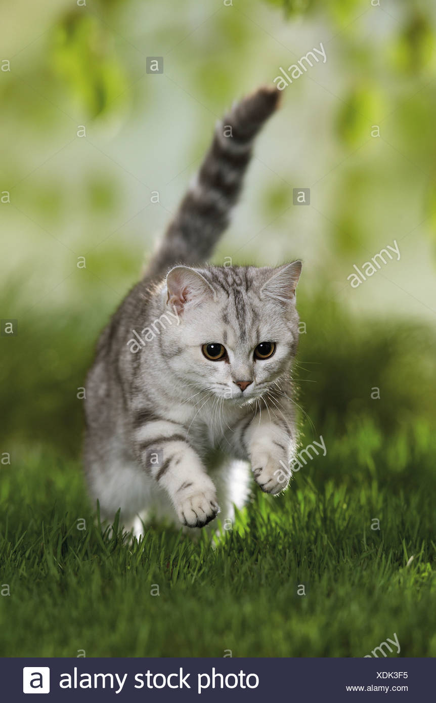 British Shorthair Silver Tabby Cat Jumping Stock Photo 283776281
