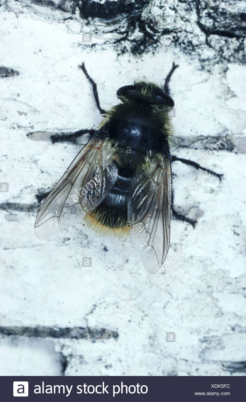 Warble Fly High Resolution Stock Photography and Images Alamy