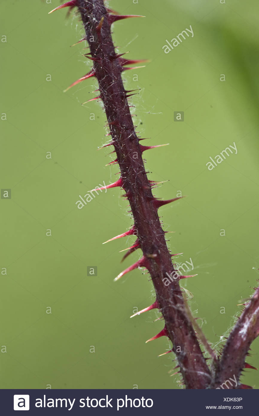 Raspberry Thorns High Resolution Stock Photography and Images Alamy