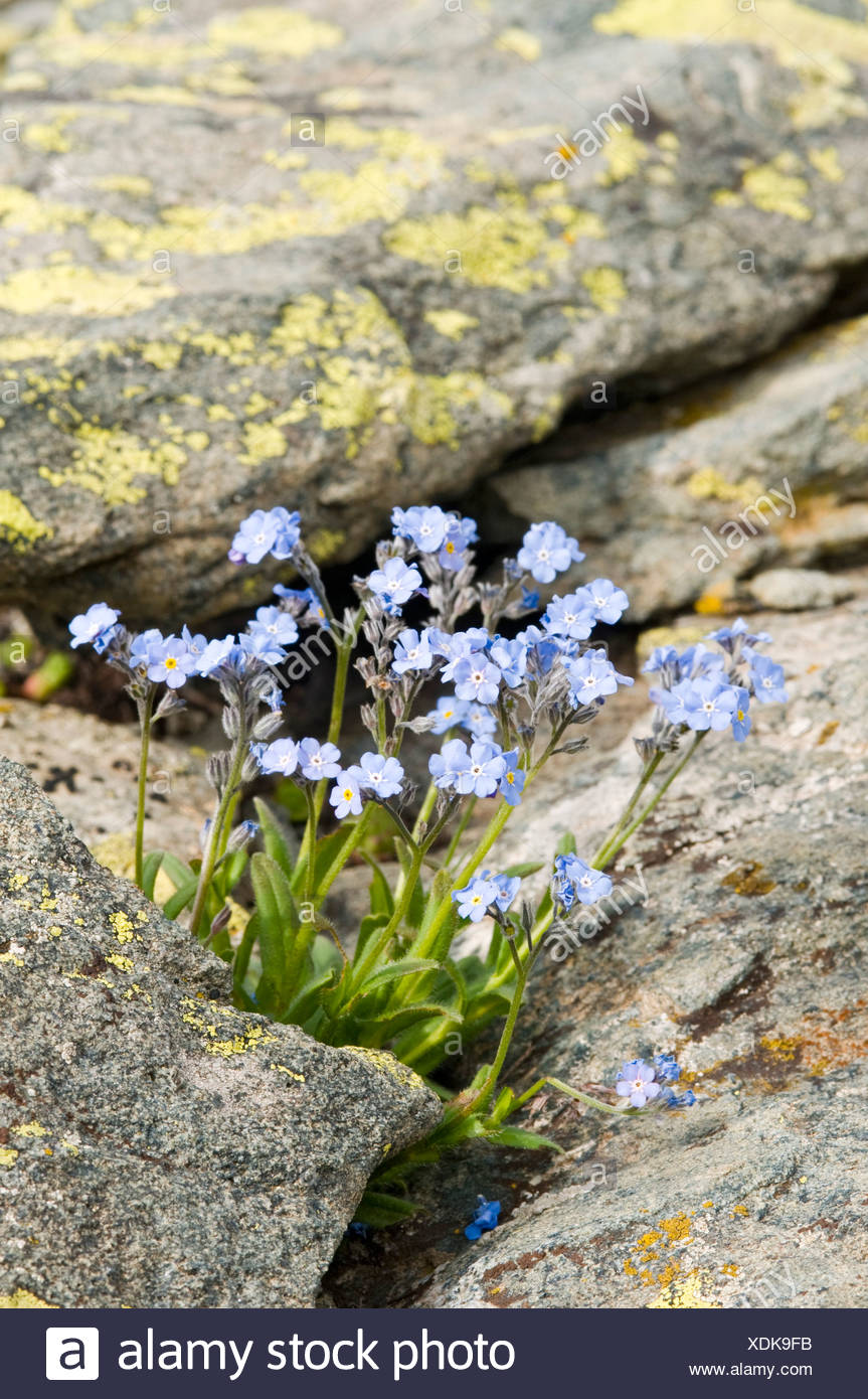 Sumpf Vergissmeinnicht Myosotis Scorpioides High Resolution Stock Photography And Images Alamy