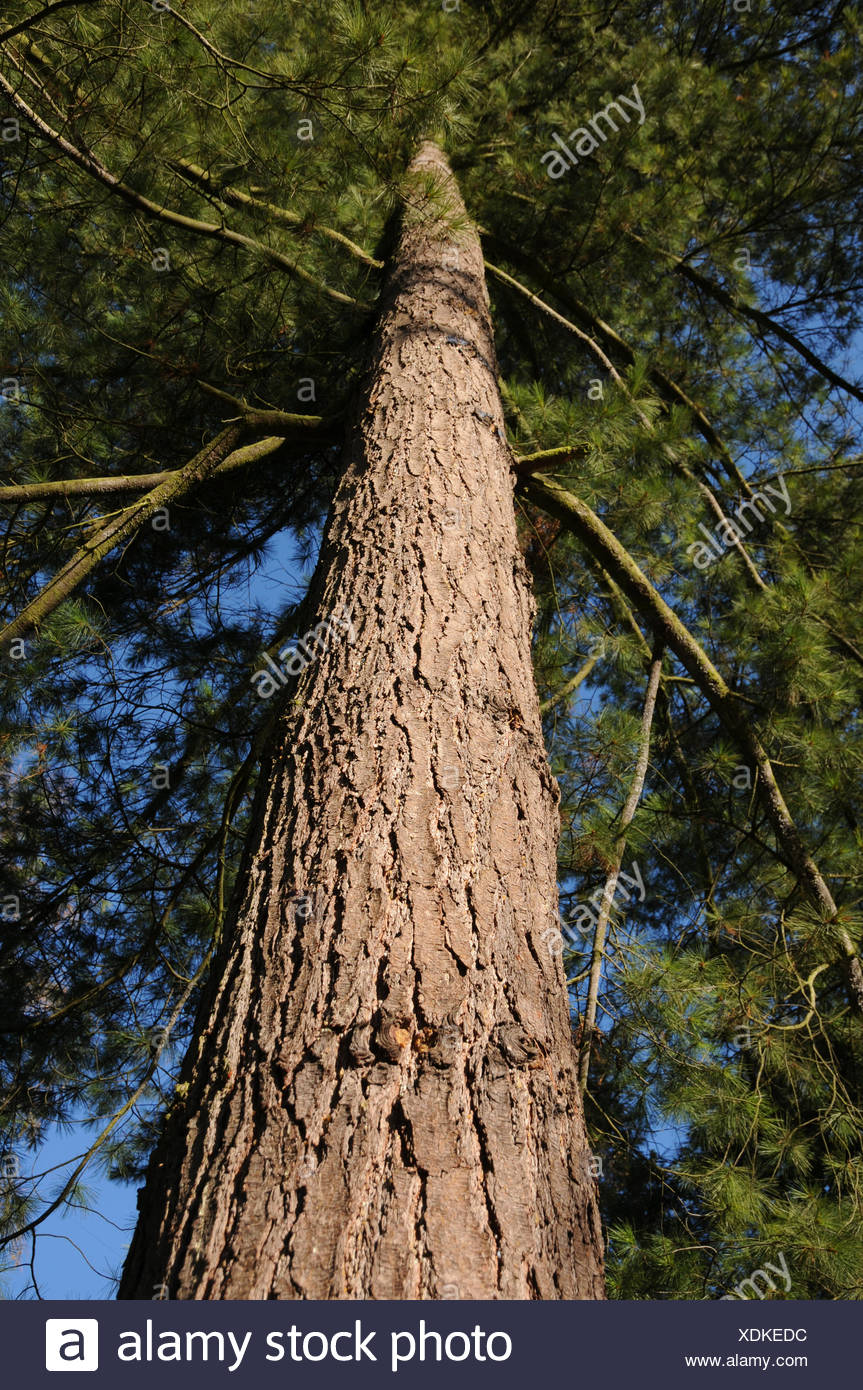 Eastern White Pine Stock Photos & Eastern White Pine Stock Images Alamy