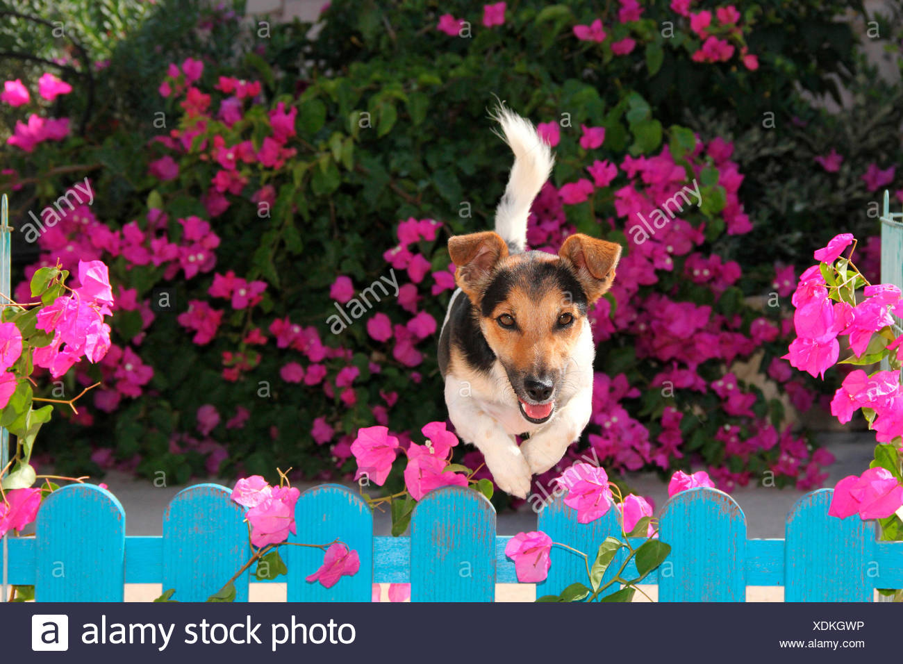 Adult Jumping Over Fence High Resolution Stock Photography and Images ...