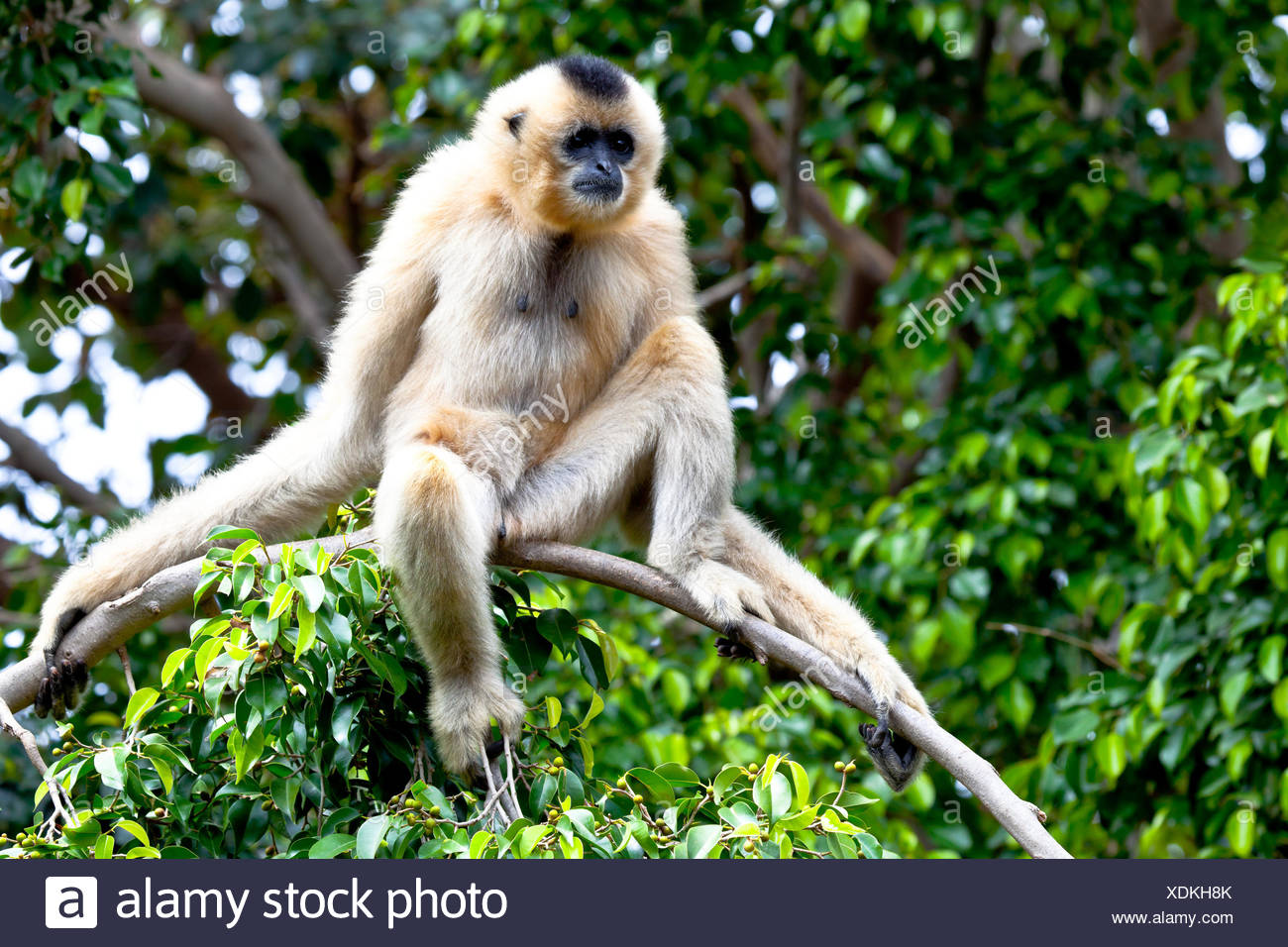 Tree Animal Mammal Mouth Wild Animals Face Portrait Monkey Indonesia Stock Photo Alamy
