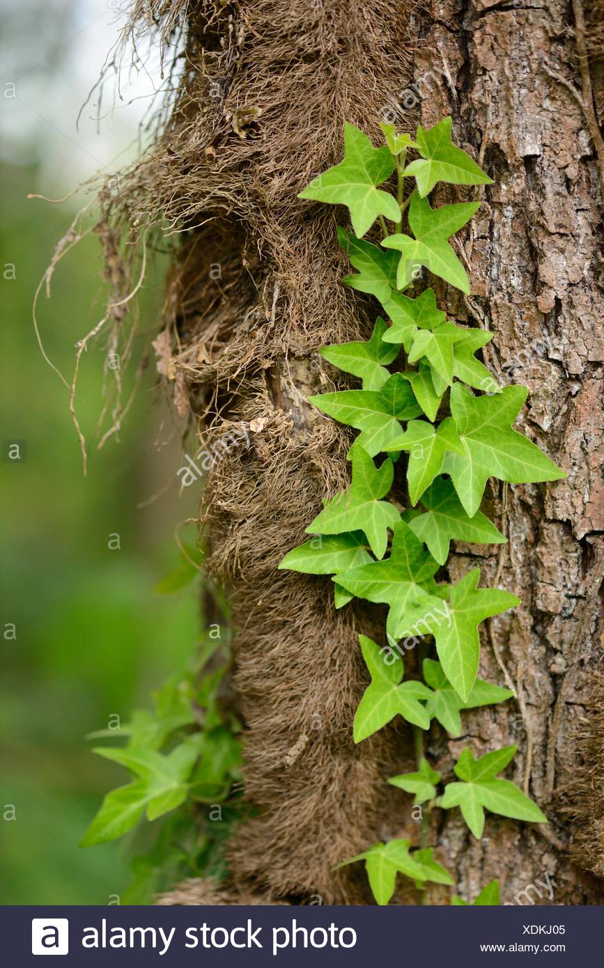 Ivy Growing Up A Tree High Resolution Stock Photography and Images - Alamy