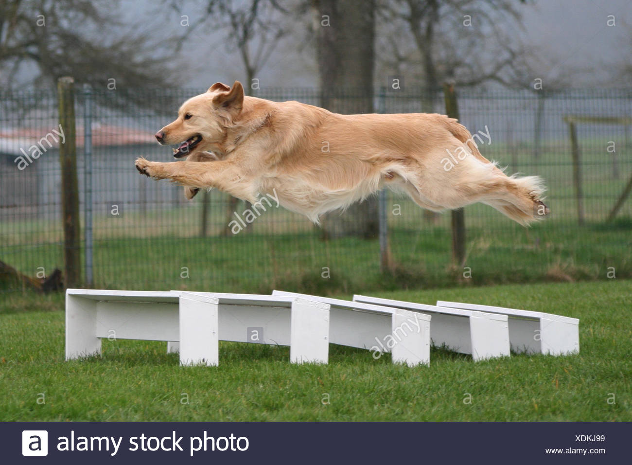 golden retriever agility