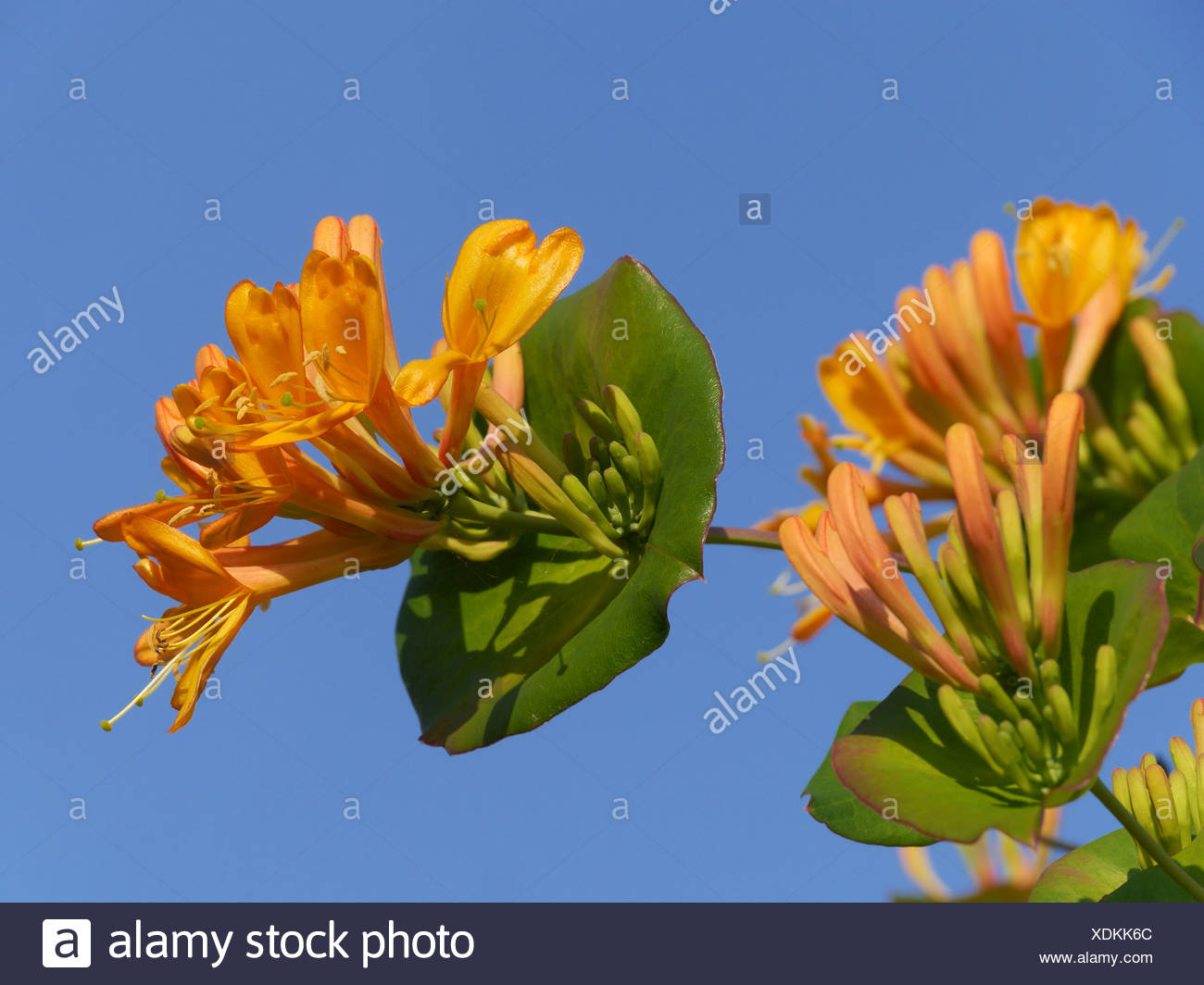 Goat Leaf Honeysuckle Lonicera Caprifolium Sweden Stock Photo Alamy Goat Leaf Honeysuckle Lonicera Caprifolium Sweden Stock Photo Alamy