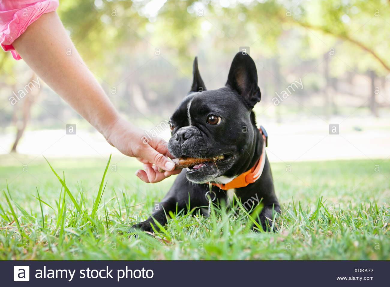 giving a dog a bone